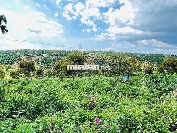 CHỦ GỬI BÁN LÔ ĐẤT CAFE & SẦU RIÊNG
Săn Mây -View Sông- Phong Thuỷ Tốt