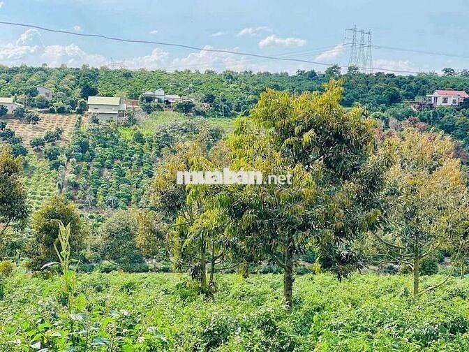 CHỦ GỬI BÁN LÔ ĐẤT CAFE & SẦU RIÊNG
Săn Mây -View Sông- Phong Thuỷ Tốt