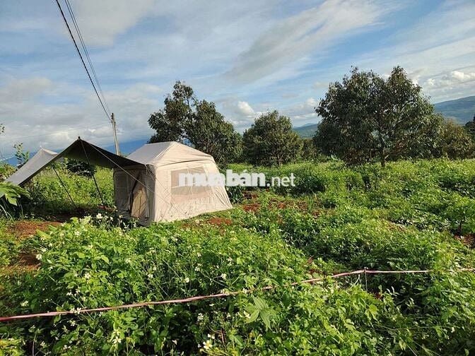 CHỦ GỬI BÁN LÔ ĐẤT CAFE & SẦU RIÊNG
Săn Mây -View Sông- Phong Thuỷ Tốt