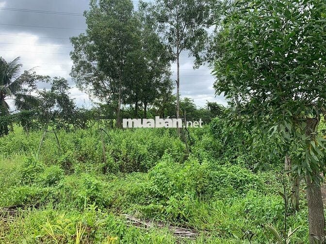 Đất vườn sổ đỏ 1.000m2, xã Tân Nhựt, H. Bình Chánh