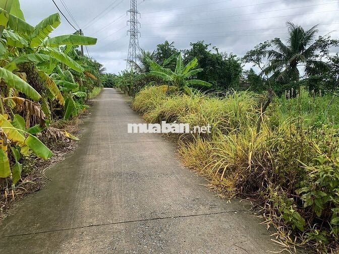 Đất vườn sổ đỏ 1.000m2, xã Tân Nhựt, H. Bình Chánh