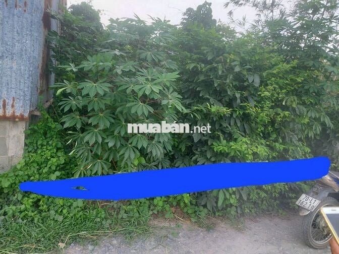 Đất 1 xẹt Bàu Sen, Ấp Chánh, Đức Lập Hạ, 5×53m, 1ty2