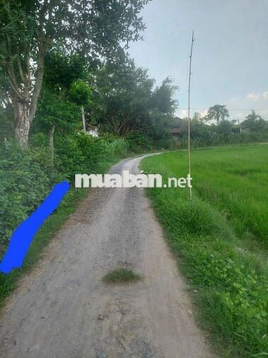 Đất 1 xẹt Bàu Sen, Ấp Chánh, Đức Lập Hạ, 5×53m, 1ty2