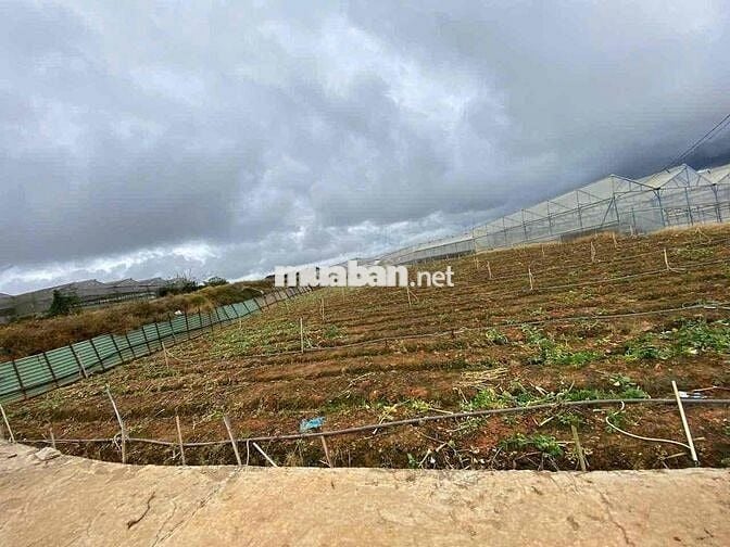 Đất nông nghiệp bằng phẳng view thoáng Cao Thắng Đà Lạt