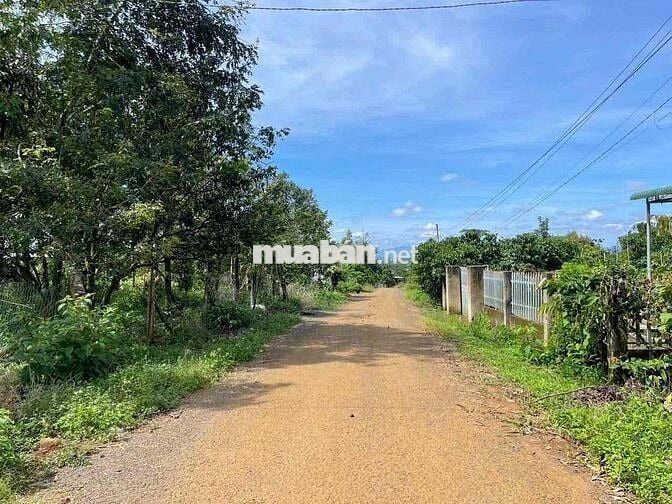 Nhà vườn trái cây Khánh Thượng - DT: 2000m2 (20x100m) - QH thổ cư
