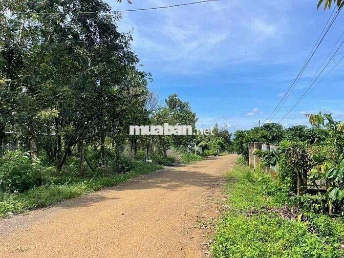 Nhà vườn trái cây Khánh Thượng - DT: 2000m2 (20x100m) - QH thổ cư