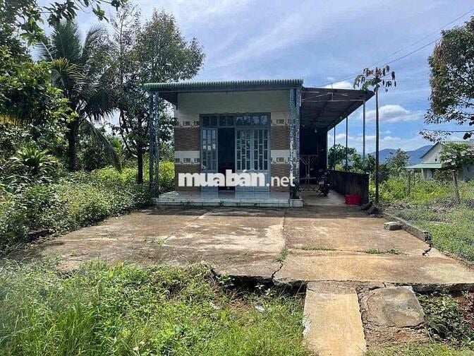Nhà vườn trái cây Khánh Thượng - DT: 2000m2 (20x100m) - QH thổ cư