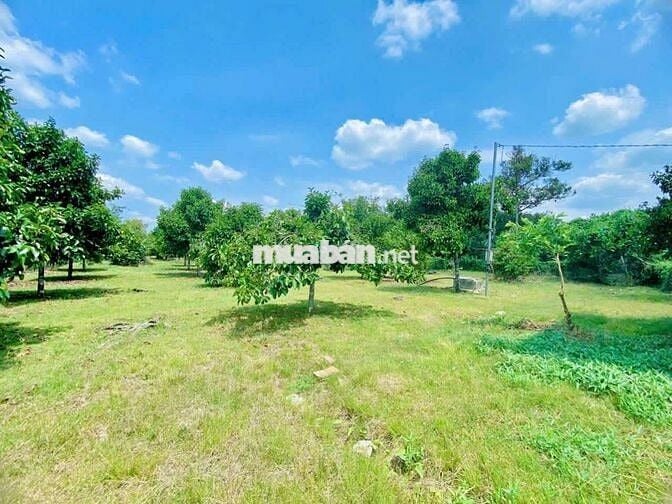Chia gia tài cần bán gấp vườn 2400m² phường Bình Lộc, sổ riêng