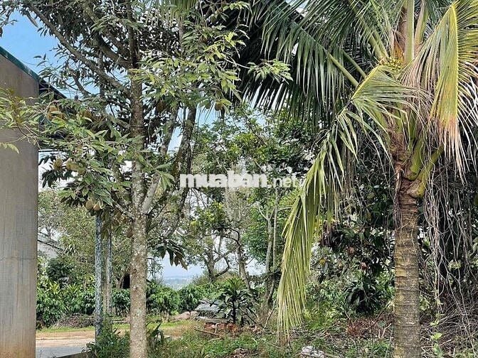 Nhà vườn trái cây Khánh Thượng - DT: 2000m2 (20x100m) - QH thổ cư