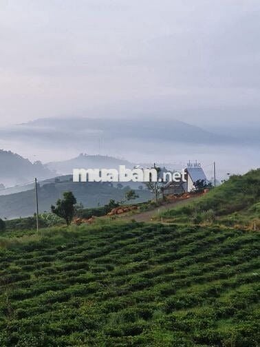 Mảnh đất hiếm tại Bảo Lộc – nơi mây, suối và pháp lý gặp nhau