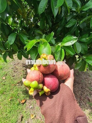 Chia gia tài cần bán gấp vườn 2400m² phường Bình Lộc, sổ riêng