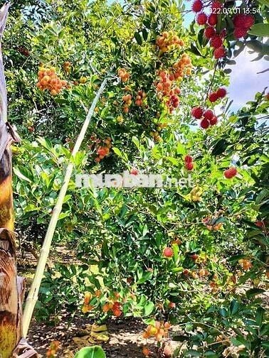 Chia gia tài cần bán gấp vườn 2400m² phường Bình Lộc, sổ riêng