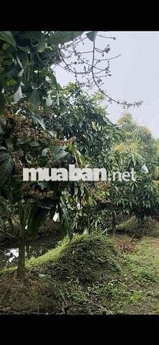 đất mặt tiền có vườn xoài sầu riêng