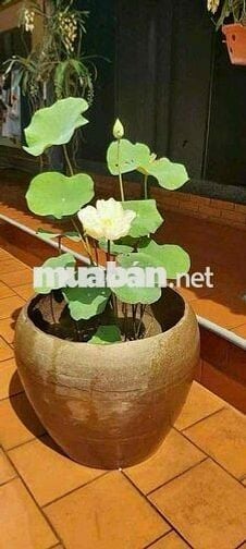 Cho thuê nhà mặt tiền đường Phan Thị Hành - Phường Phú Thọ Hoà :
