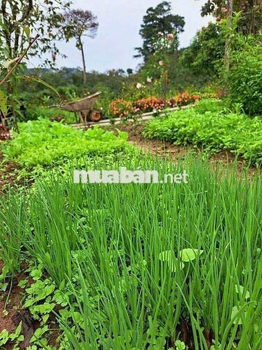 Kẹt tiền chủ hạ giá lô đất vườn Tà Nung - Đà lạt chỉ 560tr