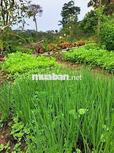 Kẹt tiền chủ hạ giá lô đất vườn Tà Nung - Đà lạt chỉ 560tr