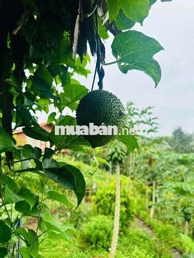 Kẹt tiền chủ hạ giá lô đất vườn Tà Nung - Đà lạt chỉ 560tr