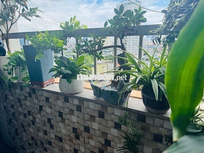 Cần tiền bán gấp Chung Cư Vimeco CT2 Vimeco Nguyễn Chánh. ***
