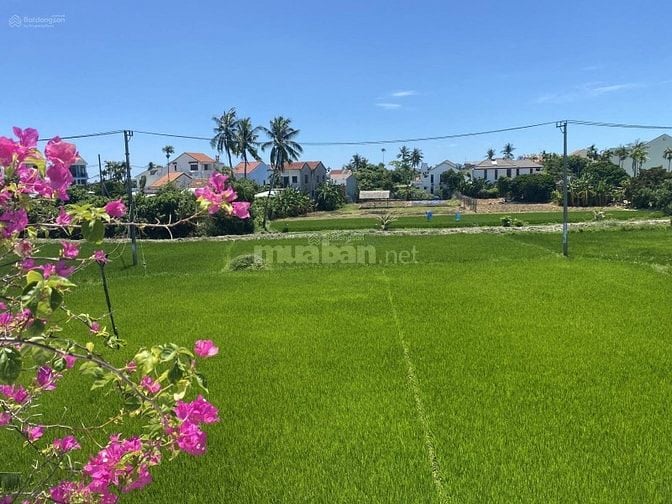 200m² đất vàng phố cổ Hội An vị trí đẹp, lý tưởng làm homestay 