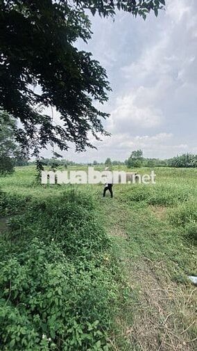 Bán 1022 m2 đất trồng cây lâu năm, Bưng Tràm, Tân Thạnh Tây, Củ chi