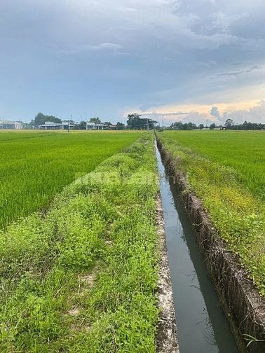 Bán đất rẻ Hoà Khánh Tây 1447m2 đất lúa chỉ 1ty2 . Thương lượng