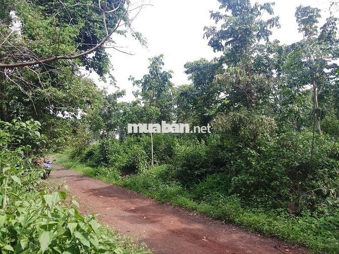 BÁN ĐẤT 799m2 - 1.85 tỷ - Phường Khánh Xuân - Tp Buôn Ma Thuột
