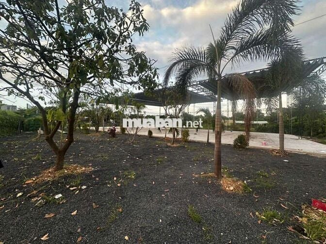MT Vườn Lài 25x16 Gần Trường Đại Học