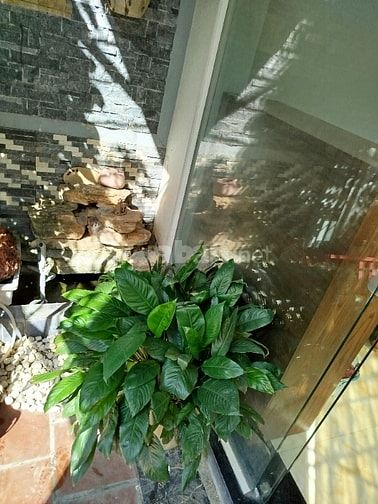 Chính chủ cần bán nhà riêng tại Đức Giang, Hoài Đức Chính chủ cần bán nhà riêng tại Đức Giang, Hoài Đức