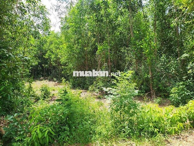 Bán 1 lô đất ở đường bê tông 3,5m như hình