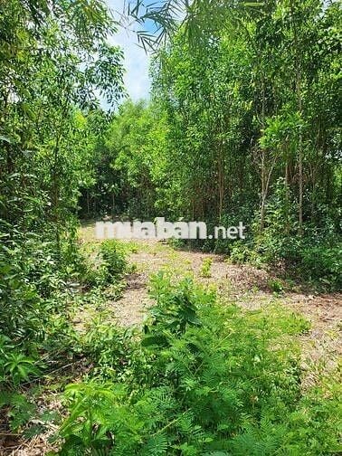 Bán 1 lô đất ở đường bê tông 3,5m như hình
