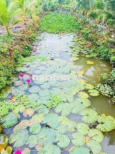 Mua Bán Nhà Đất Khu Vực Nhơn Trạch Theo Yêu Cầu Khách Hàng.
