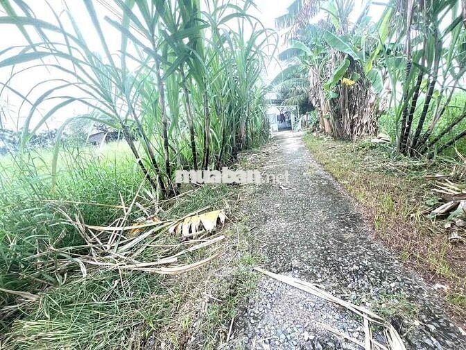 Ngay ngã 5 Chùa Hang – 2/ Phạm Thị Giây, gần chợ Ba Bầu, trường học, g