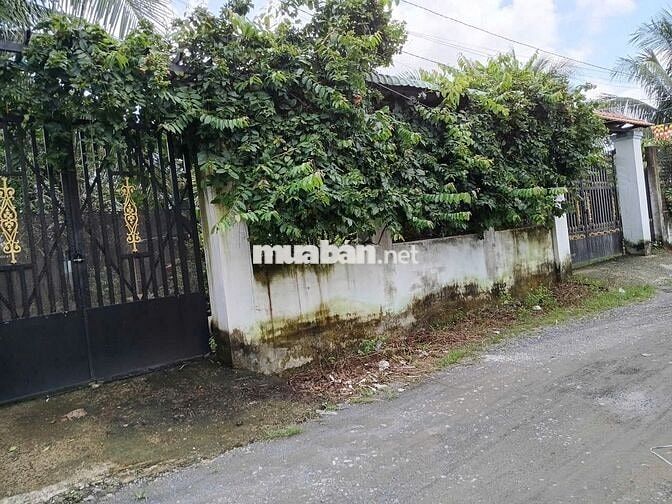 ĐẤT FULL THỔ CƯ 146,3 m2 - Phước Hậu, Cần Giuộc, Long An