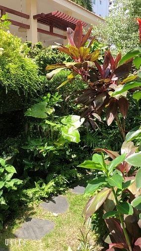 Cho thuê Biệt Thự đơn lập Nam Thông đường lớn giá 91 triệu