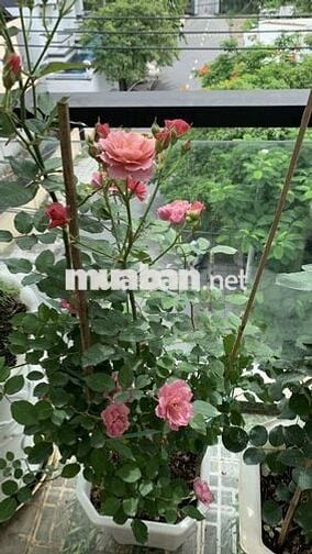 Ann cần share nguyên tầng 1 nhà riêng hẻm cụt an ninh