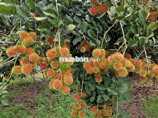Chủ gửi mảnh đất bằng phẳng 2058m2 gồm nhà vườn cây ăn trái