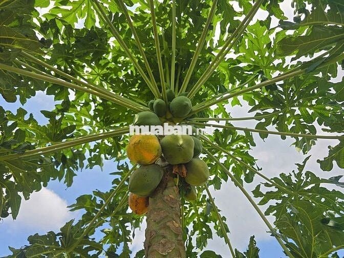 Chủ gửi mảnh đất bằng phẳng 2058m2 gồm nhà vườn cây ăn trái