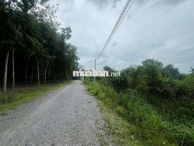 Cần bán 3.2 ha đất SKC tại Vĩnh Tân Tân Uyên Bình Dương