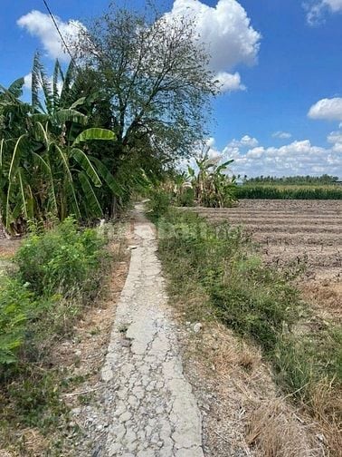 Cần Bán Đất Xã Bình Phục Nhứt, Chợ Gạo, Tiền Giang, DT 2.003 m²