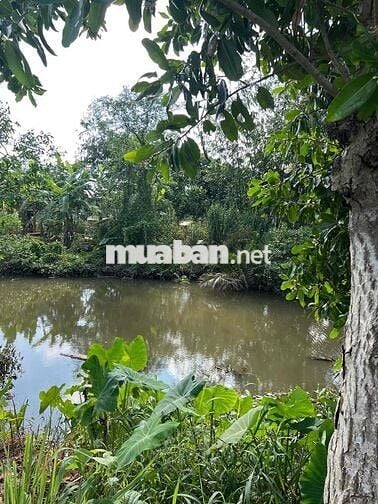 Đất thổ cư Cái Răng lộ ô tô tới đất