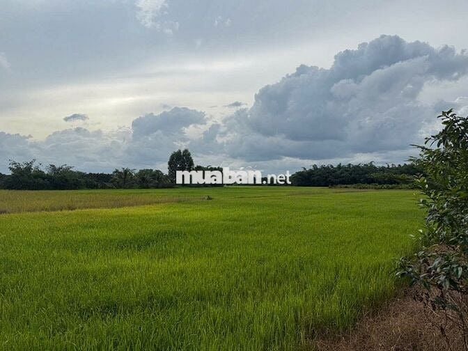 1,3 tỷ 1.555 m2 QH 2030 đất ở đô thị ODT; An Tây, Bến Cát, Bình Dương