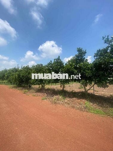 Đất vườn Phú Giáo Bình Dương hơn 2000m2 giá chỉ 1t