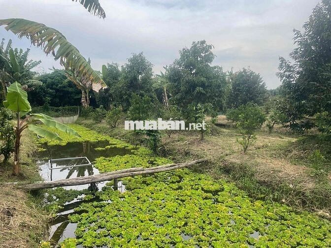 bán nhà huyện lộ 82 , tiền giang