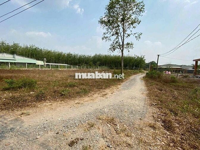 🌿 BÁN GẤP LÔ ĐẤT ĐẸP TẠI THẠNH ĐỨC – GÒ DẦU, TÂY NINH – CHỈ 550 TRIỆU