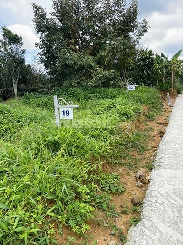 Chỉ với 750 triệu/lô đất tặng ngay vườn trái cây tại Bảo Lộc