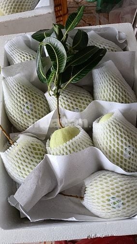 Bán sỉ Xoài Tứ Quý Bến Tre đi các tỉnh