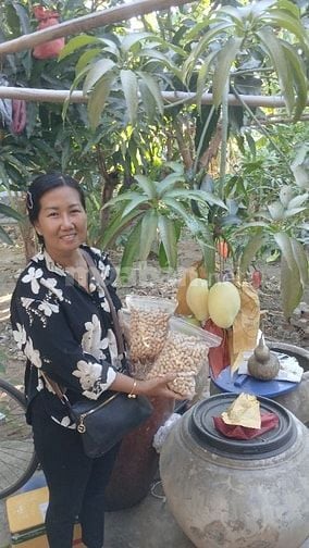 Bán sỉ Xoài Tứ Quý Bến Tre đi các tỉnh