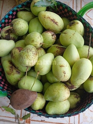 Bán sỉ Xoài Tứ Quý Bến Tre đi các tỉnh