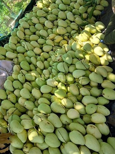 Bán sỉ Xoài Tứ Quý Bến Tre đi các tỉnh