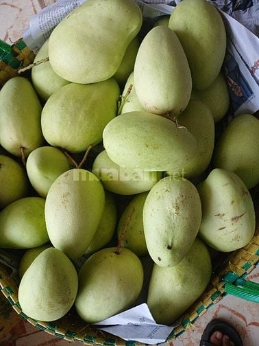 Bán sỉ Xoài Tứ Quý Bến Tre đi các tỉnh